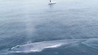 The largest animal ever to have lived, the majestic blue whale (Balaenoptera musculus). ????
