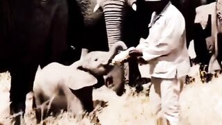 Animals video