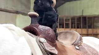 Mr. Bull