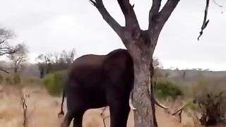 After seeing this I realized that Elephants are more powerful than i imagined.