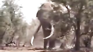 Weighing in at about 8000 kg this Elephant from Tanzania is believed to be the largest in the world ????