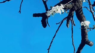 spring view with beautiful quran pak recitation