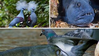 The Hunt is On: Fish vs Pigeon #saanimalsafari #fish #pigeon