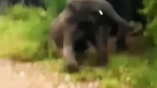 animal video 2133