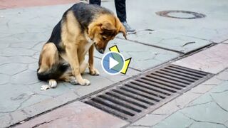 Poor Dog looks here Everyday, But immediately it was Opened all Viewers were shocked