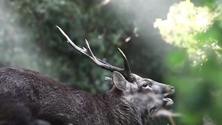 Nature videos