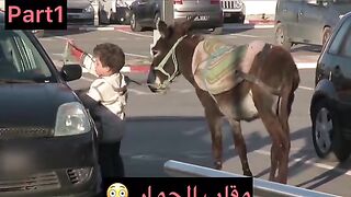 Funny videos DoG & cat shots ????