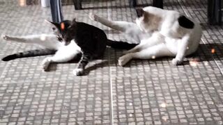 Funny cats