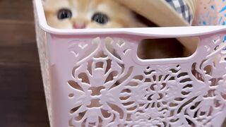 Cute Cat