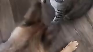 Cat vs dogs