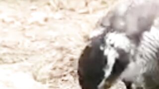 Unbelievable Eagle Hunt