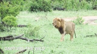 EXTREMELY RARE!!! Fearless Male Lion attacks Buffalo Herd, ALONE!!!