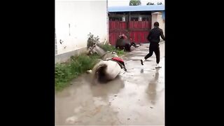 Funny viral videos part 3