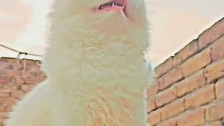 Cute cats trending videos