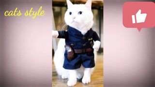 Funny Cats picture for dp