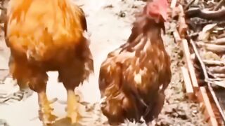 Animal Love || Chicken Protect her Girlfriend from Rain