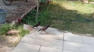 Beautiful Birds