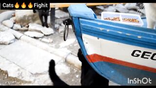 Angry cats fight and argue about food LOUD (headphone