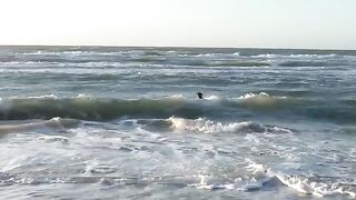 Dog playing in water