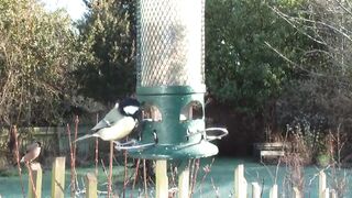 Beautiful Birds