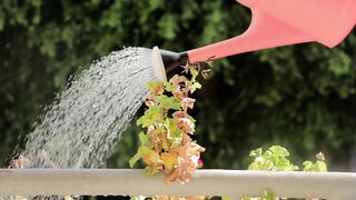 Plants watering