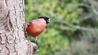 bullfinch - 2797 | bullfinch song