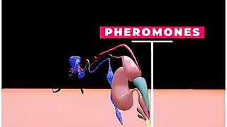 Why do Ants walk in a Straight Line? (3D Animation) #Shorts