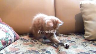 Little Kitten Playing With Mouse Toy - Cute Cats Playing - Cats Baby - Cats