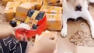 Dog funny  - Try not to laugh - cute dogs