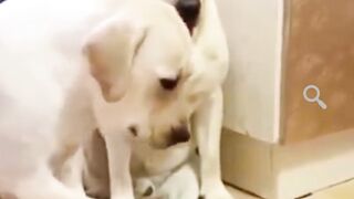 funny dogs doing funny things