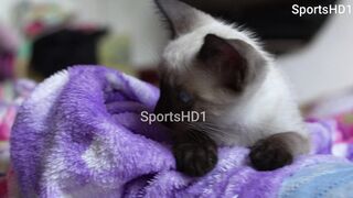 Cat Playing - Little Kitten - Cats Baby - Cat - Cat Mewoing - Cat Voice