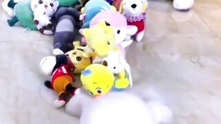 funny fluffy poodle dogs playing with toys