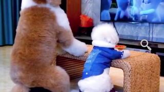 Gigantic Fluffy Poodle Dogs Love Being Carried Everywhere --Funny--shorts -Pets