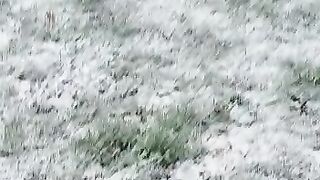 Snow  falling