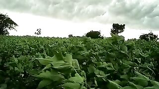 Beautiful view on my field