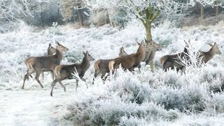A beautiful  of deer