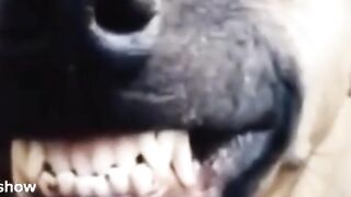 Funny videos