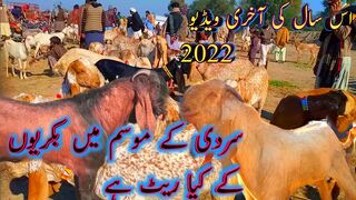 Madrasa Mandi Bakra Mandi new update bakriyon ki  is sal ki last