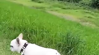 Funny dogs 1