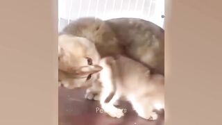 Funniest Animals 2023???? Best Funny Cats and Dogs Videos ????Part 15