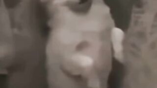 Funny dogs 2