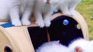 Cat beautiful