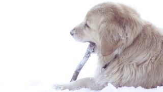 dog in the dangerous place.