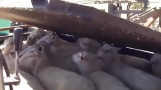 bath for sheep to remove parasites