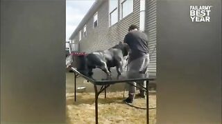@funny clips|funny moments| #shorts #viral #foryou #funny #fails #humor #dankmemes
