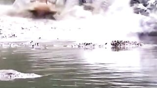 Crocodile attack