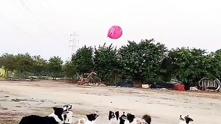 BEAUTIFUL DOGS PLAYING FOOTBALL NICE MOMENT