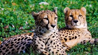 Leopards