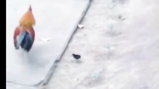 Child chiken