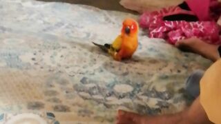My sweet parrot